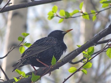 bir ağaç üzerinde kuş sığırcıkları