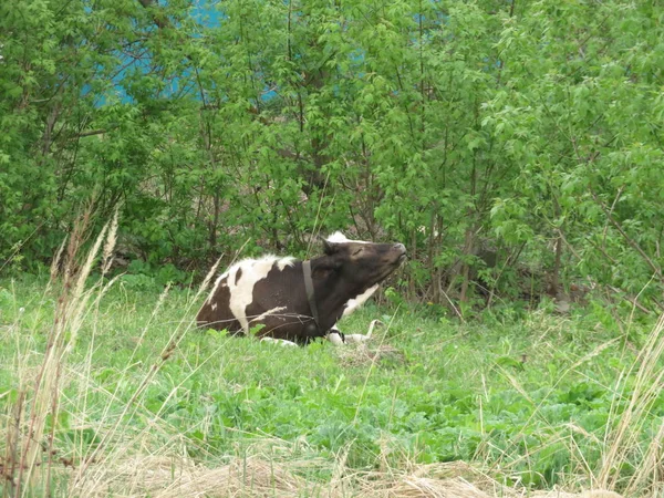 Vache dans une prairie verte — Photo