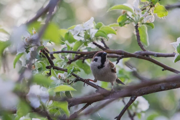 Der Vogel sitzt auf den Ästen eines Apfelbaums — Stockfoto