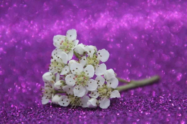 Flores de chokeberry preto com bokeh no fundo lilás — Fotografia de Stock