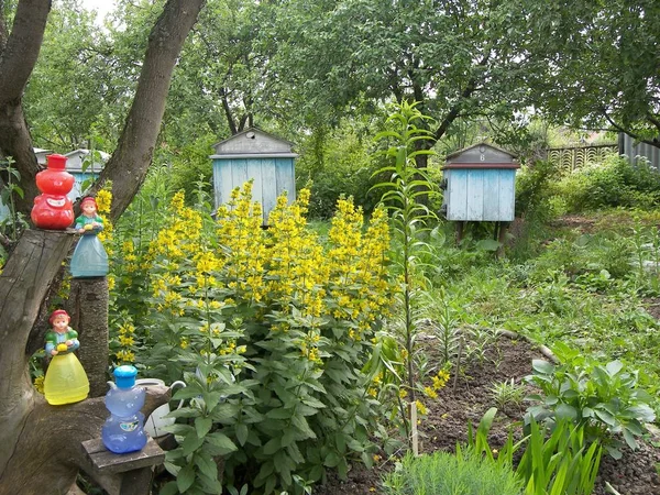 Gemütliche Ecke des Dorfgartens mit gelben Blumen — Stockfoto