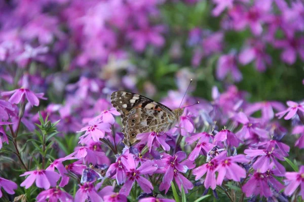 Burdock - a day butterfly in a flower garden — Stock Photo, Image