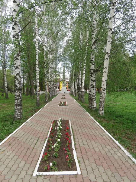 Birch alley with paving tiles and flowers — Stock Photo, Image