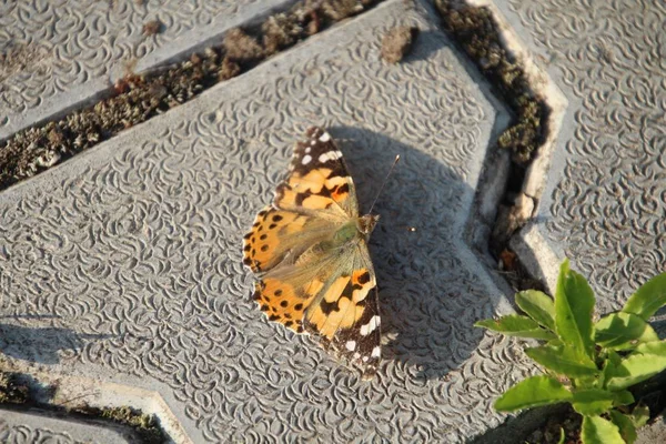 Burdock - butterfly in the garden — Stock Photo, Image