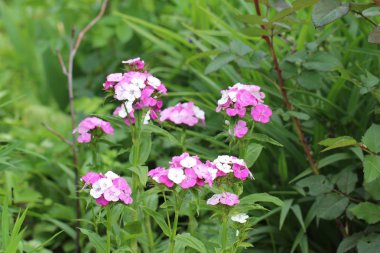 kırsal bir bahçenin beyaz ve bordo çiçekleri