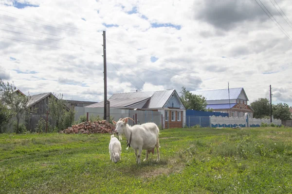 Cabra com uma cabra na rua de uma aldeia na Rússia — Fotografia de Stock