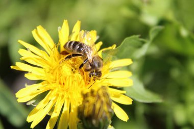 Sarı bir karahindiba arıya