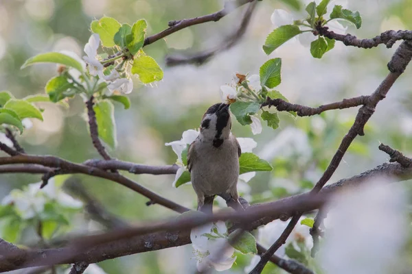 Bird eats apple flowers — Stock Photo, Image