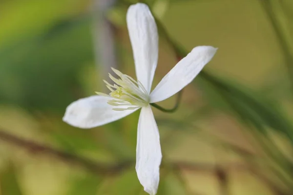 Flor blanca de Clematis Imágenes de stock libres de derechos