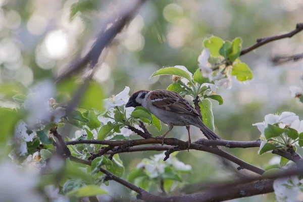 Ptak siedzi na gałęziach jabłoni — Zdjęcie stockowe