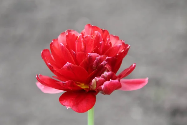 红色花园花 — 图库照片