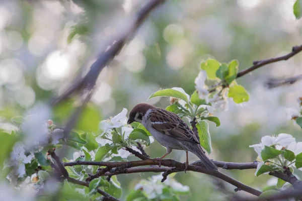 De vogel zit op de takken van een appelboom Rechtenvrije Stockafbeeldingen