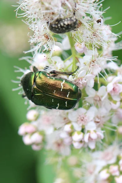 Bronzovka - la subfamilia de los escarabajos de la familia de la oruga . Imágenes de stock libres de derechos
