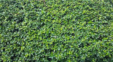 Yeşil yaprakları doğal arka planı için