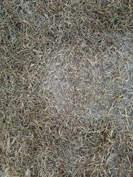 Kırık yer alan zemin dokulu arka plan için kuru ot