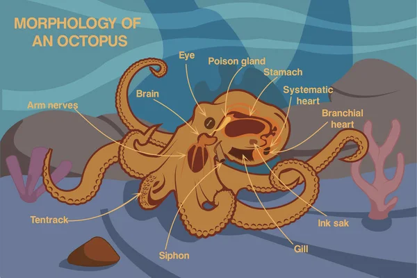 Morphology Octopus Royalty Free Stock Illustrations