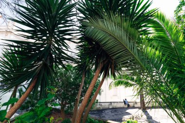 Ön planda palmiye çalıları ve ağaç gövdelerinin fotoğrafları ve arka planda köpeğiyle oturan ve manzaraya hayran olan bir kadın.