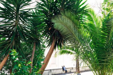 Güzel dalları olan ağaçlar, palmiye ağaçları ve gözlem güvertesindeki manzaraya hayran olan köpekli bir kadın.