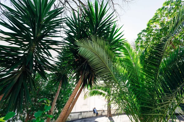 palmiye yaprakları ve bir ağaç üzerinde bir kadın ve köpeğini manzarayı gözlem güverte yakınındaki