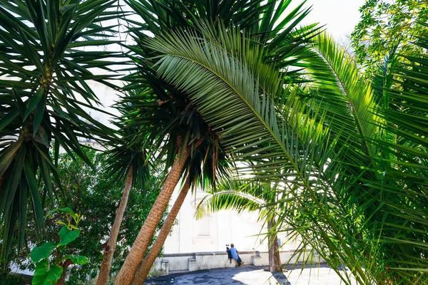 Gözlem güvertesinde ağaçlar ve palmiye ağaçları. Kadın ve köpeği oturmuş manzarayı seyrediyorlar.