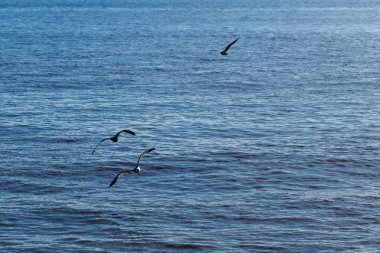 koyu mavi su denizi güzel martı ile uçmak yukarıda