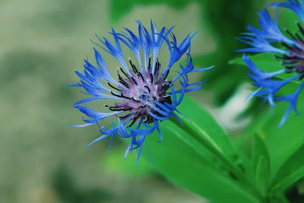 Flores Azules Silvestres Acianos Colorido Aciano Como Fondo Pantalla —  Fotos de Stock