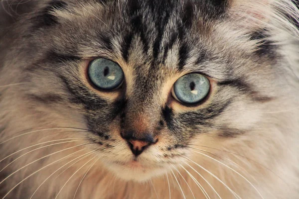 Een Close Van Een Kat Met Blauwe Ogen Die Naar — Stockfoto