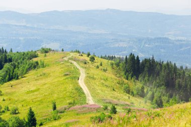 dağ tepe hangi yeşil çim ve toprak yol üzerinde bir çayır ile. iğne yapraklı ağaçlar dağ yamaçlarında