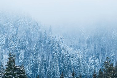 dağ orman karla kaplı