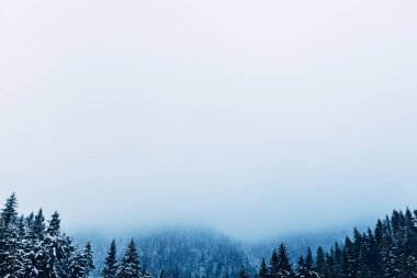 yoğun bir sis kar ve dağ zirveleri ile kaplı Dağları güzel ve mistik orman