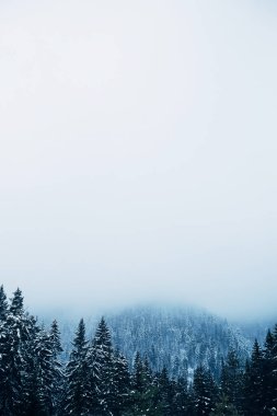 yoğun bir sis kar ve dağ zirveleri ile kaplı Dağları güzel ve mistik orman