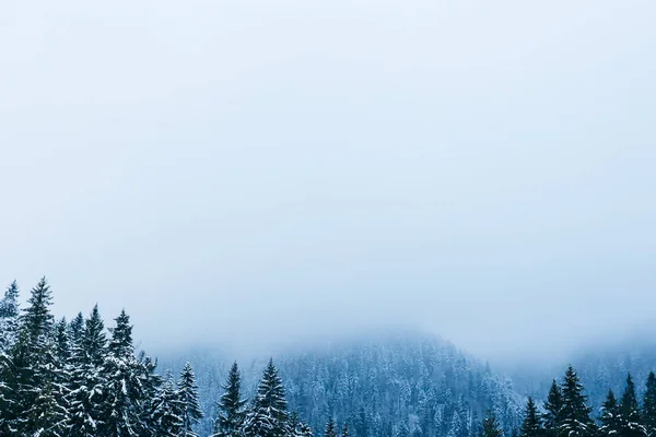 the coniferous trees in the foreground are covered with snow and the mountain with the forest hide under a thick fog