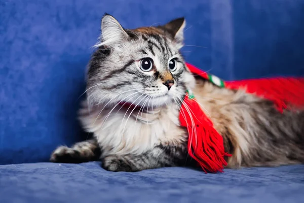 Een Mooi Kat Met Een Sjaal Hals Ligt Een Blauwe — Stockfoto