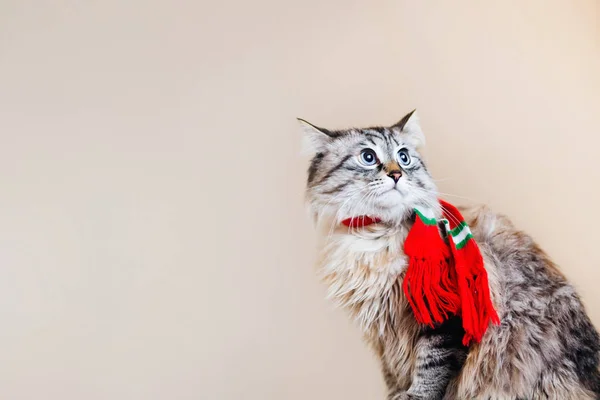 Een Pluizig Kat Met Een Sjaal Zijn Nek Ziet Zijkant — Stockfoto