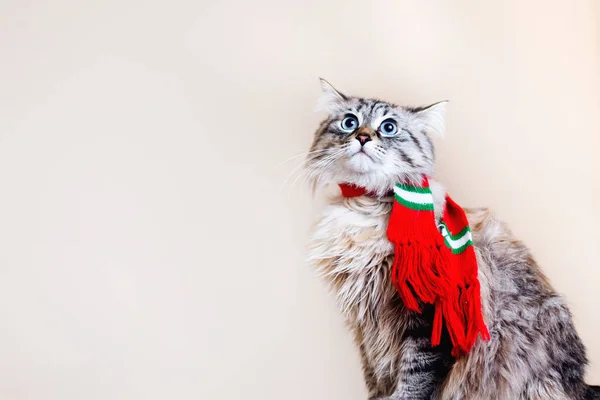 Een Stamboom Kat Met Een Sjaal Zijn Nek Kijkt Tegen — Stockfoto