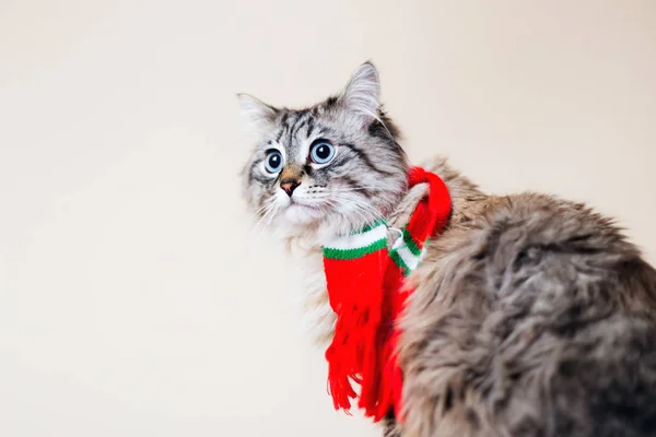 Een Mooie Gestreepte Kat Met Een Sjaal Zijn Nek Ziet — Stockfoto