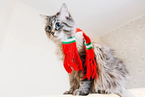 Eine Katze Mit Rotem Schal Den Hals Sitzt Und Schaut — Stockfoto