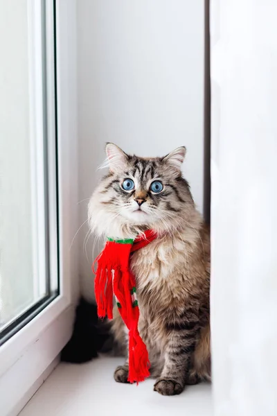 スタイリッシュな窓枠に座っているとカメラのレンズを見て彼の首にスカーフをふわふわの猫 — ストック写真