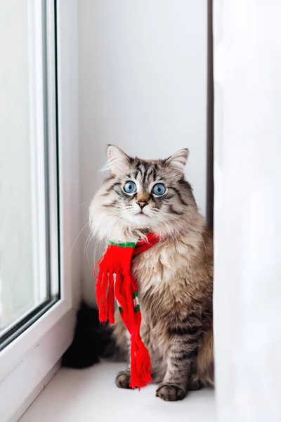 Pluizig Kat Met Een Modieuze Sjaal Zijn Nek Zitten Vensterbank — Stockfoto