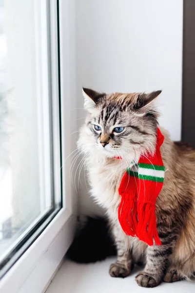 angry cat with a scarf around his neck sitting on a window sill and looking through the window