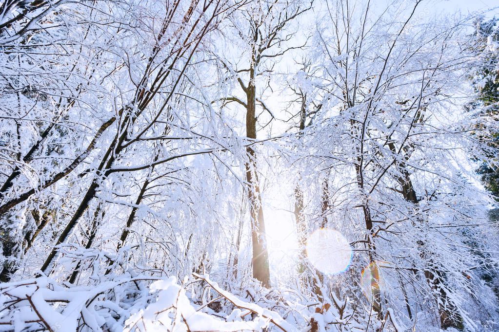 The picturesque winter park is covered with snow. sun rays shine on beautiful trees