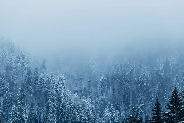 Conifères Recouverts Neige Brouillard Sommet Montagne — Photo