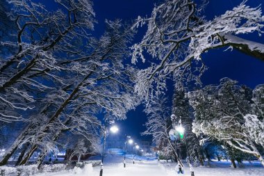 ağaçlar ve binalar Park akşam kar ile kaplıdır. fener yol ve kar düşüyor aydınlatmak