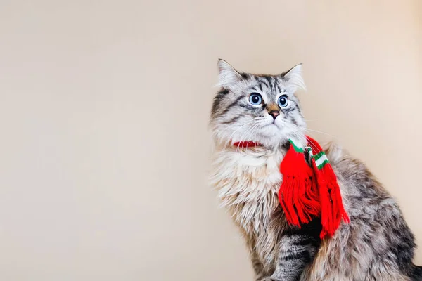 Een Stamboom Kat Met Een Sjaal Hals Grote Blauwe Ogen — Stockfoto