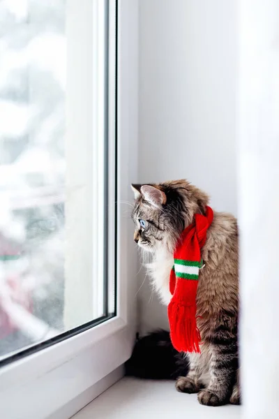 Perfil Gato Con Una Bufanda Roja Cuello Que Sienta Barra —  Fotos de Stock