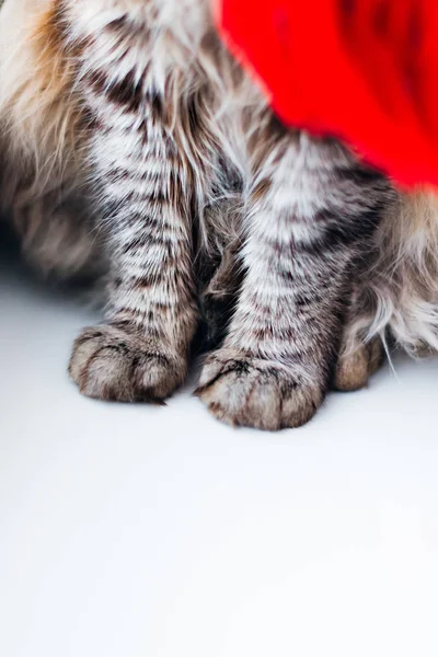 striped color of cat\'s hair on the paws of a cat which sits on a white window sill