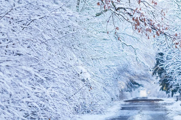 Route Dans Parc Hiver Confortable Sur Lequel Nombreux Arbres Enneigés — Photo