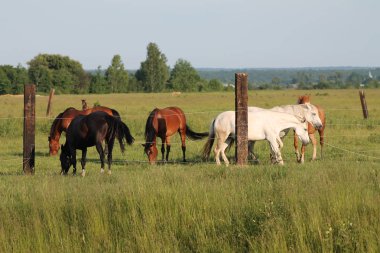 Çayır çayırında kapalı, yan yana duran atlar grubu.