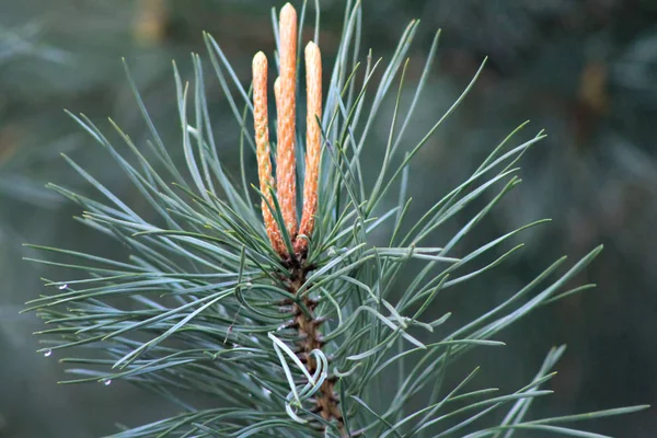 Jonge Mooie Naalden Van Groene Kleur Een Fir Tree — Stockfoto