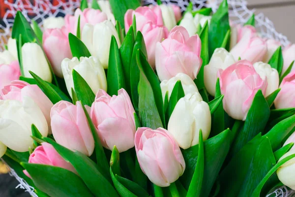 Весенний Цвет Тюльпанов Букете Розовыми Белыми Красивыми Цветами Изолированы Деревянном — стоковое фото